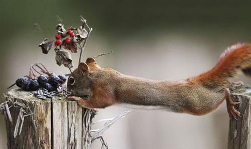 Squirrel reaching out and stretching between two posts. 