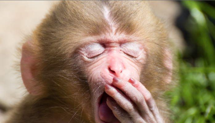 yawningprimate.png 